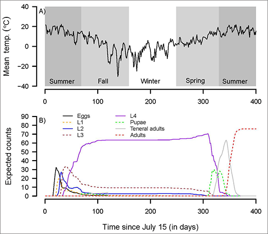 Figure. A) Model predictions for mountain pine beetle development (phenology) forced using observed seasonal temperatures recorded in Jasper National Park, Alberta, Canada. B) Expected number of individuals in each of the stages as determined by the stage- and age-structured model.